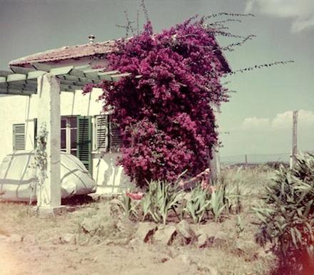 A Mediterranean house with green shutters, almost engulfed by cascading fuchsia bougainvillea — sun-bleached walls and dry earth, the warmth and fragility of home
